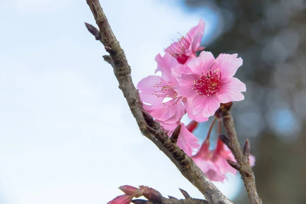 Cherry blossom or sakura flowers at Doi angkhang mountain,chiang — 图库照片