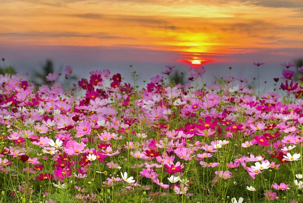 Hermoso del campo de flores del cosmos en el fondo del amanecer, s de la primavera — Foto de Stock