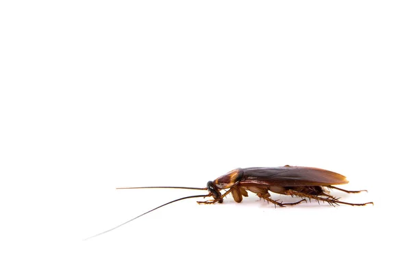 Kackerlacka på vit bakgrund. (mört, kackerlacka) — Stockfoto