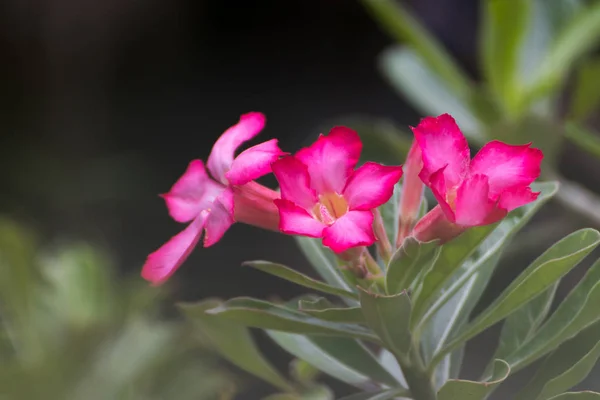 Квітучі рожеві квіти рододендрона або рожевої бігонії на фоні — стокове фото