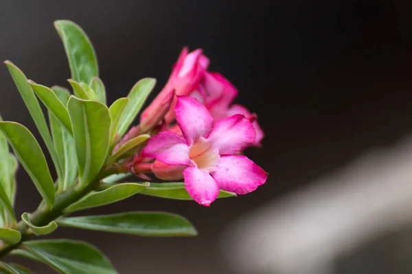 Flores rosa florescendo Rhododendron ou bignonia rosa no backgroun — Fotografia de Stock