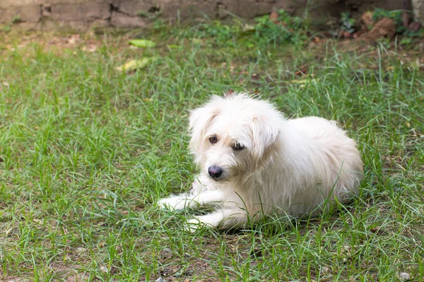 Portrait rapproché d'un chien errant en promenade latérale, chien vagabond — Photo