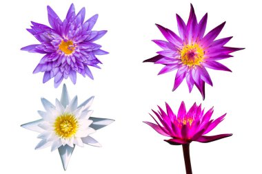 Güzel çok Mor nilüfer çiçek nilüfer beyaz b izole