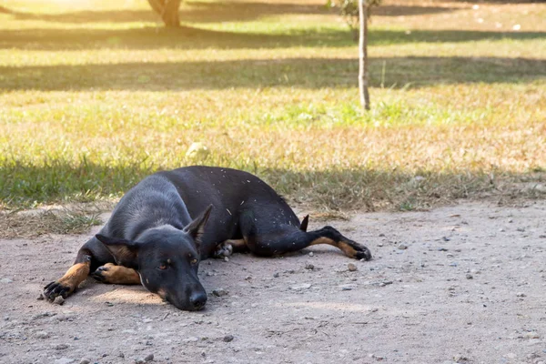 Cão Cão Vagabundo Preto Fora Olhar Para Câmara Cão Olhando — Fotografia de Stock