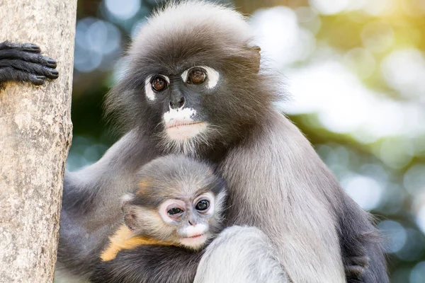 可爱的猴子 可爱的马卡克眼镜 有趣的猴子住在马达加斯加的自然森林里 — 图库照片