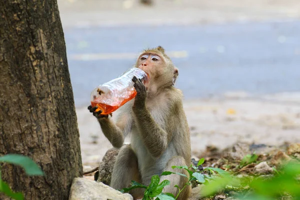 可爱的猴子 有趣的猴子 — 图库照片