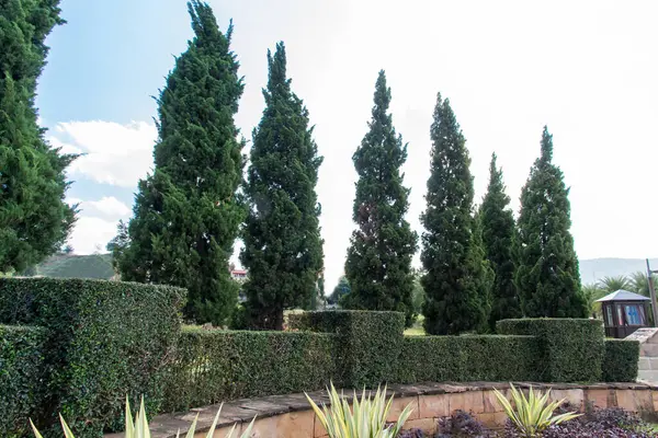 Yeşil ağaç çitleri, bahçede yeşil tarla mavi gökyüzü ve bulut sırtı