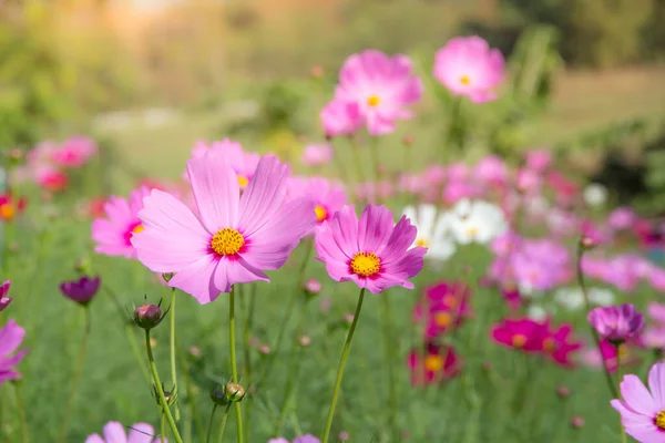 Cosmos Flower Field Blue Sky Cosmos Flower Field Blooming Spring — Stock Photo, Image