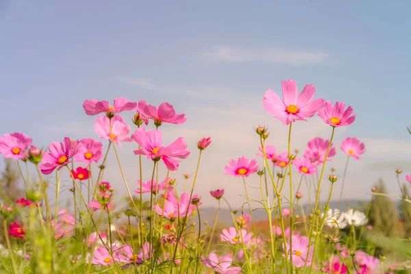 Cosmos Campo Flores Com Céu Azul Cosmos Campo Flores Florescendo — Fotografia de Stock