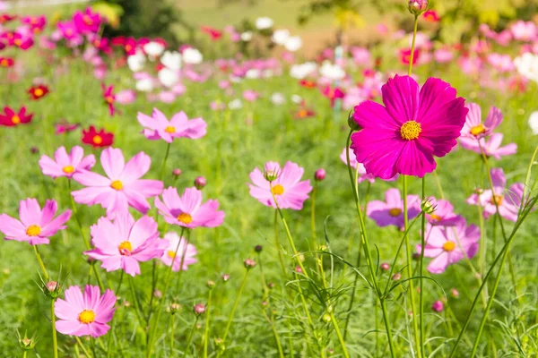 Cosmos Flower Field Blue Sky Cosmos Flower Field Blooming Spring — Stock Photo, Image