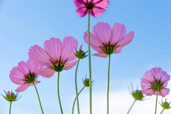 Kosmos Blumenfeld Mit Blauem Himmel Kosmos Blumenfeld Blühende Frühlingsblumen Saison — Stockfoto