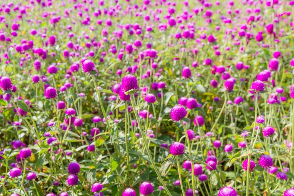 Purple Amaranth Flower Garden Sunlight Fai — Stock Photo, Image