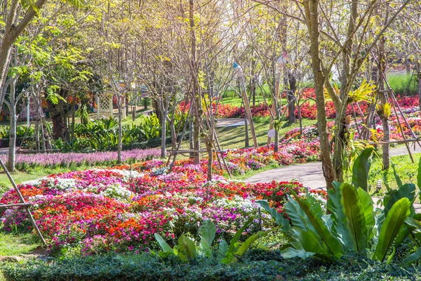 背景の庭で美しい花畑 庭の春の花 — ストック写真