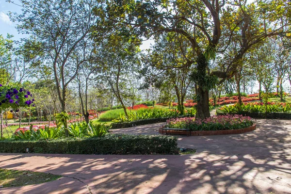 Campo Flores Hermoso Jardinería Fondo Flores Primavera Jardín — Foto de Stock