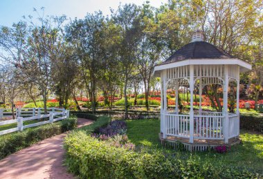 Çiçek tarlaları arka planda güzel, Bahçe bahar çiçekleri