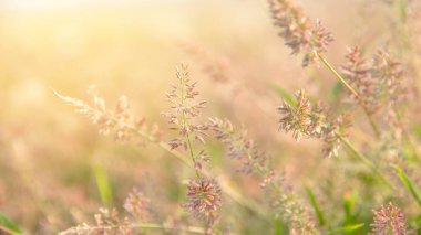 Yabani otlarla dolu orman çayırı, küçük alan derinliği olan Macro görüntüsü, Görüntü arka grubu