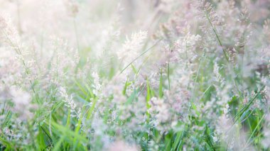 Yabani otlarla dolu orman çayırı, küçük alan derinliği olan Macro görüntüsü, Görüntü arka grubu