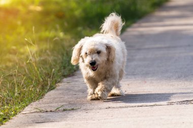 Yaya geçidinde gezen başıboş bir köpeğin portresi.