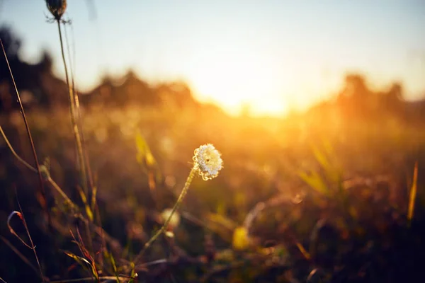 Квітка зі світанком / заходом сонця на золотистому лузі . — стокове фото