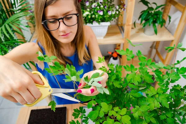 Niña Cuidando Las Plantas Cultivadas Casa Especias — Foto de Stock