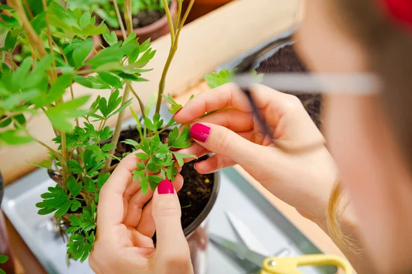 Niña Cuidando Las Plantas Cultivadas Casa Especias — Foto de Stock