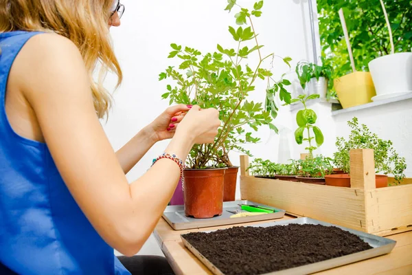 Niña Cuidando Las Plantas Cultivadas Casa Especias — Foto de Stock