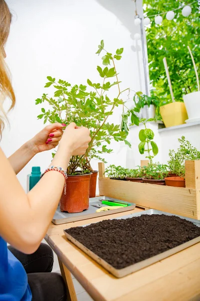 Niña Cuidando Las Plantas Cultivadas Casa Especias — Foto de Stock