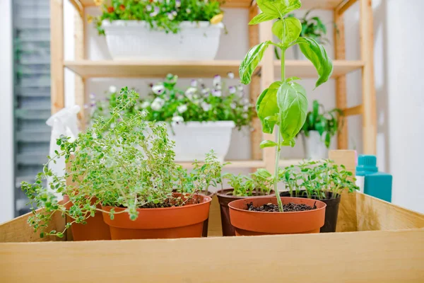 Varias Plantas Cultivadas Casa Especias — Foto de Stock