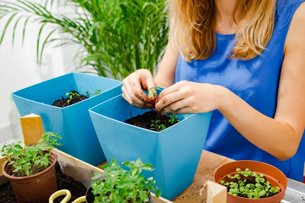 Niña Cuidando Las Plantas Cultivadas Casa Especias — Foto de Stock