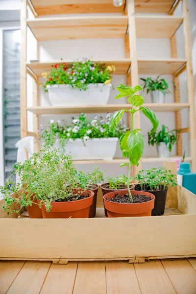 Varias Plantas Cultivadas Casa Especias — Foto de Stock