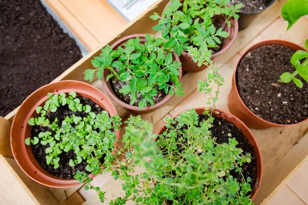 Various Home Grown Plants Spices — Stockfoto