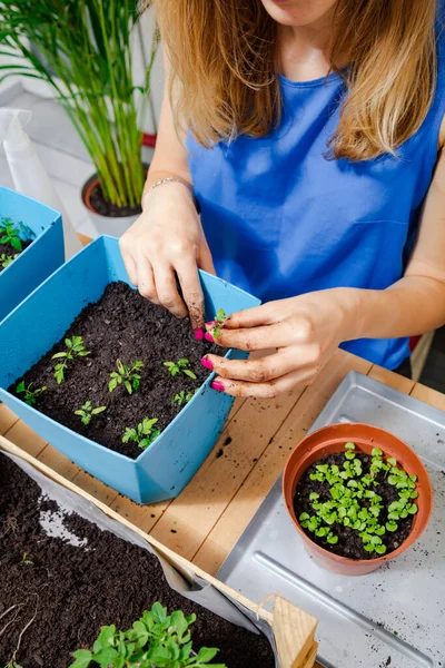 Niña Cuidando Las Plantas Cultivadas Casa Especias — Foto de Stock