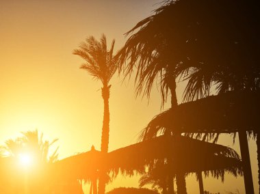 Güneş gölgesinin silueti tropikal renklerde kuru palmiye yaprakları oluşturur..