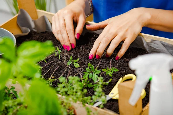 Niña Cuidando Las Plantas Cultivadas Casa Especias — Foto de Stock