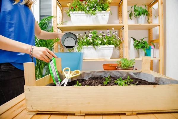 Niña Cuidando Las Plantas Cultivadas Casa Especias — Foto de Stock