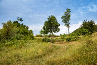 Yaz mevsiminde tepe manzarası.