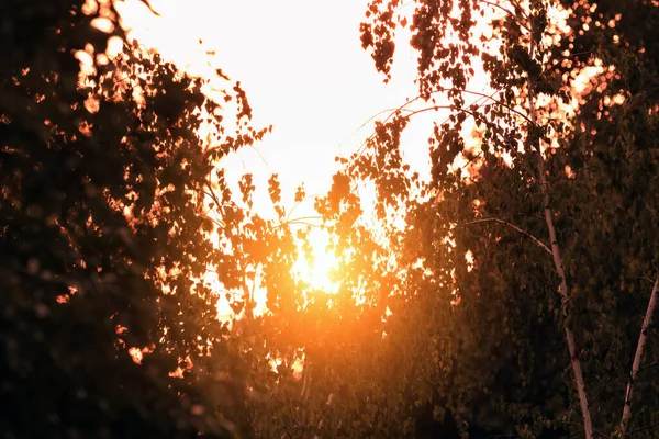 夕阳西下 梦幻般的风景映入眼帘 — 图库照片