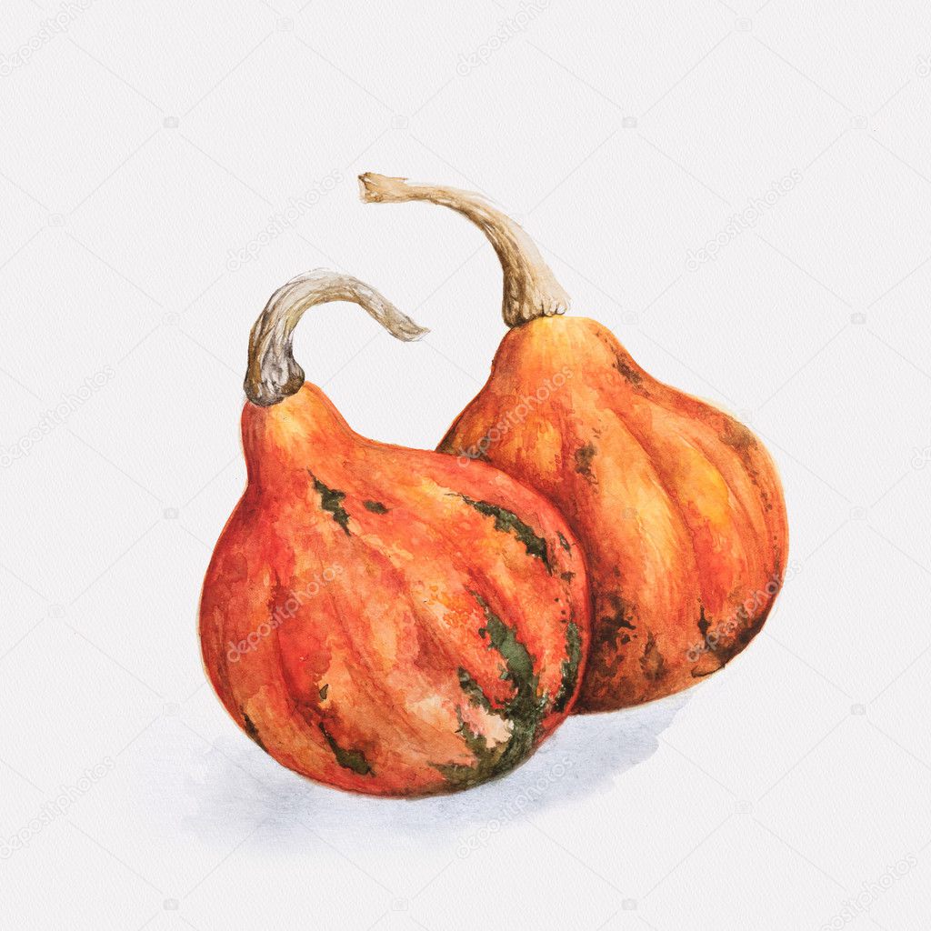 Watercolor painting of two pumpkins