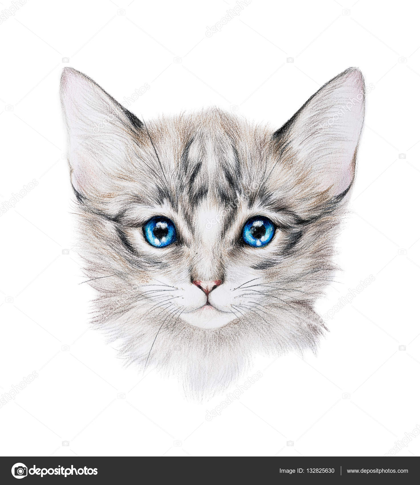 Disegno a matita di un gattino grigio — Foto Stock