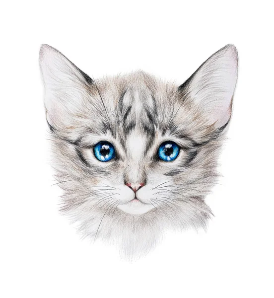 铅笔素描的一只灰色的小猫 免版税图库图片