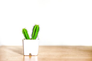 Kap içinde küçük yeşil bitkiler ve beyaz arkaplan