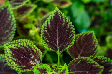 Coleus bitkisinin kırmızı merkezli ve yeşil sid 'li fotoğrafı.