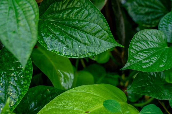 红辣椒沙门氏菌叶子的自然绿叶图片。 — 图库照片