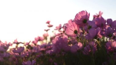 Pembe çiçek tarlaları gün batımına karşı