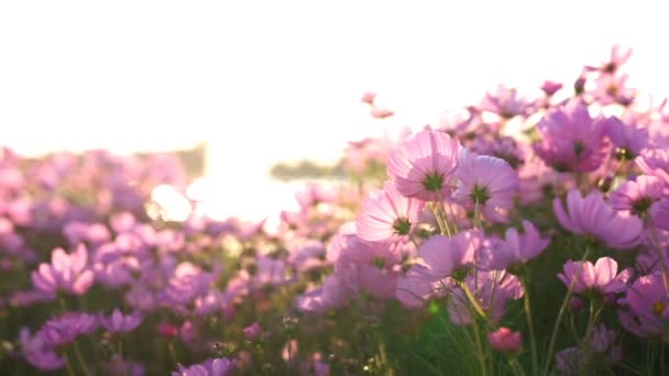 Campos Flores Rosa Contra Luz Pôr Sol — Vídeo de Stock