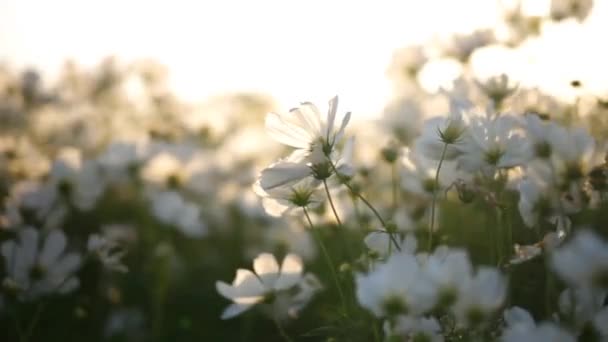 Witte Bloemenvelden Met Zonsondergang Licht — Stockvideo