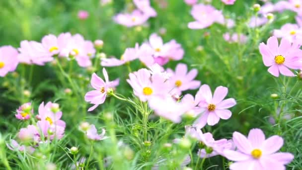 Des images naturelles. Fleurs roses se déplacent à cause du vent soufflant .