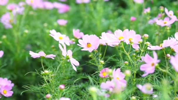 Des images naturelles. Fleurs roses se déplacent à cause du vent soufflant .