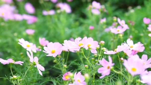 Des images naturelles. Fleurs roses se déplacent à cause du vent soufflant .