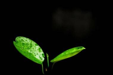 Açık yeşil yaprakların yakın plan çekimi ve siyah arkaplan.